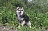 CHIEN FINNOIS DE LAPONIE 184